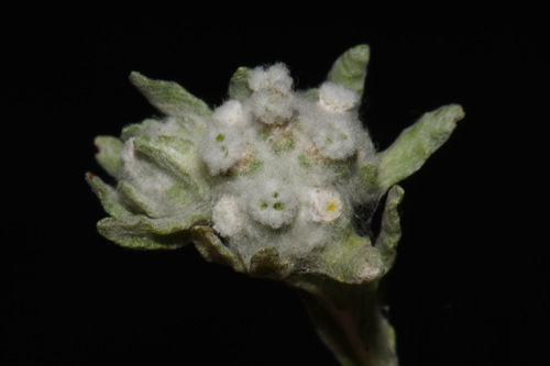 many stem evax