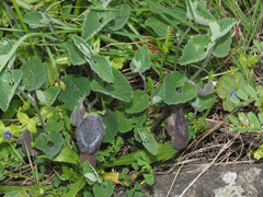 Aristolochia cretica