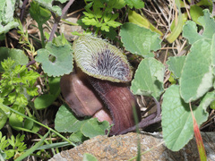 Aristolochia cretica