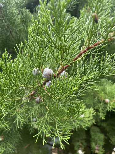 Cupressus lusitanica - Whole tree