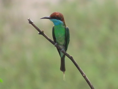 Blue-Throated Bee-Eater photo 3