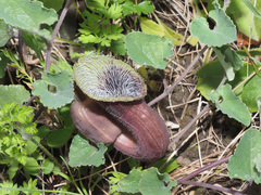 Aristolochia cretica