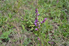 Polygala cretacea