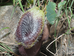 Aristolochia cretica