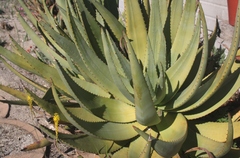 Aloe gariepensis