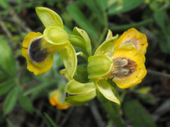 Ophrys lutea phryganae