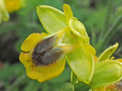 Ophrys lutea phryganae
