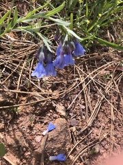 Mertensia lanceolata