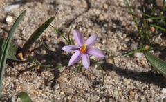 Syringodea longituba longituba