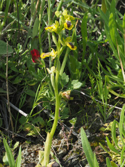 Ophrys lutea phryganae