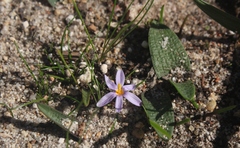 Syringodea longituba longituba