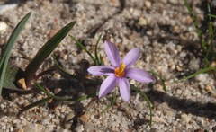 Syringodea longituba longituba