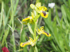 Ophrys lutea phryganae