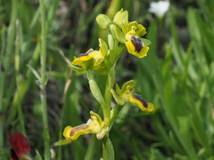 Ophrys lutea phryganae
