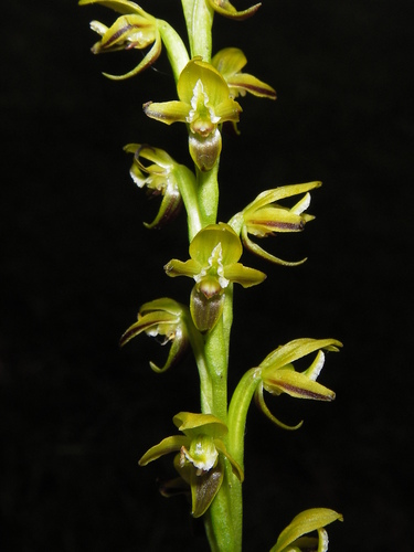 Image of Prasophyllum flavum by (c) Lachlan Copeland, some rights reserved (CC BY-SA)
