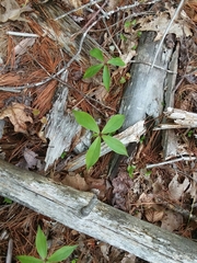 Medeola virginiana