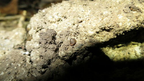 Kaliella microconus observed 2023-09-22