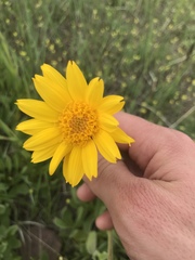 Arnica fulgens
