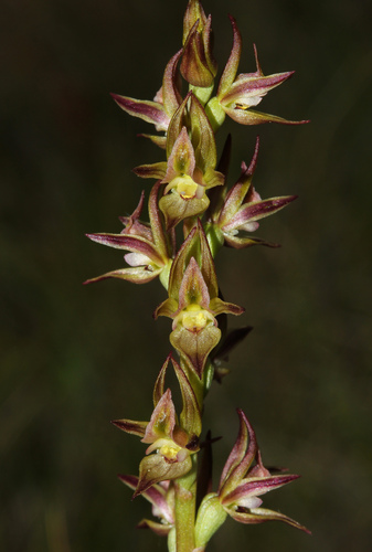 Prasophyllum keltonii