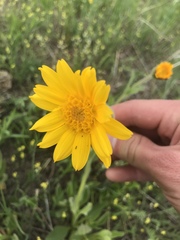 Arnica fulgens
