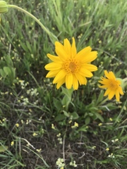 Arnica fulgens