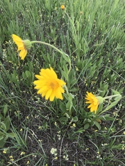 Arnica fulgens