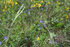 Vinca herbacea