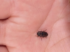 Astylus bourgeoisi