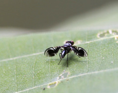 Cleitamia astrolabei