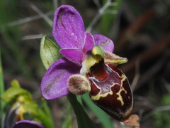 Ophrys heldreichii