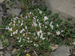 Trifolium uniflorum