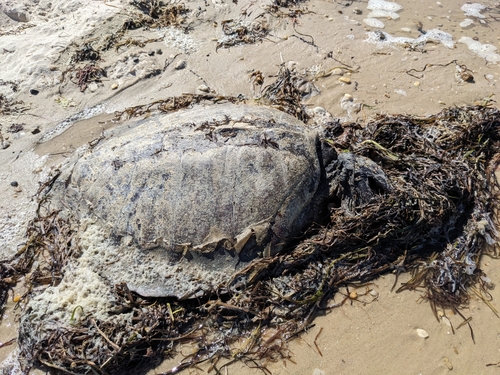 Kemp's Ridley Sea Turtle photographed in Virginia