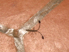 Eucomatocera vittata