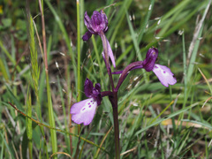 Anacamptis boryi