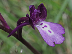 Anacamptis boryi