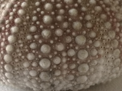 Echinidea