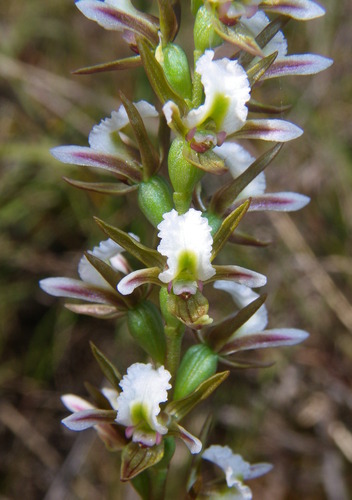 Milford leek-orchid (Prasophyllum milfordense)