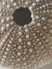Echinidea