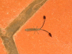 Eucomatocera vittata