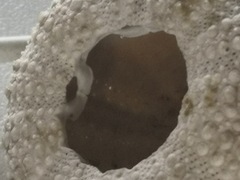 Echinidea