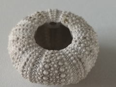 Echinidea