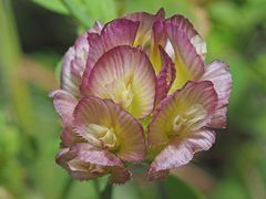 Trifolium grandiflorum