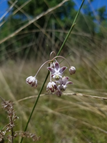 Carolina milkweed (Asclepias cinerea)