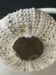 Echinidea