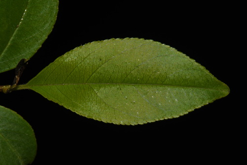 Image of Rhamnus lanceolata by (c) Brian Finzel, some rights reserved (CC BY-SA)