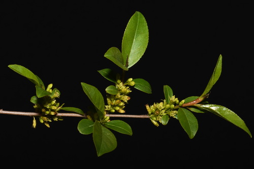 Image of Rhamnus lanceolata by (c) Brian Finzel, some rights reserved (CC BY-SA)