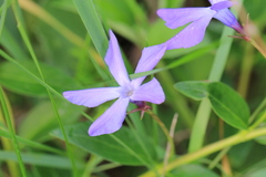 Vinca herbacea