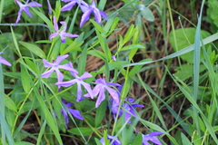 Vinca herbacea