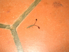 Eucomatocera vittata