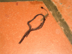 Eucomatocera vittata